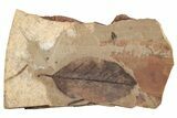 Fossil Leaf (Betula) - McAbee Fossil Beds, BC #221196-1